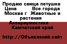 Продаю самца петушка › Цена ­ 700 - Все города, Москва г. Животные и растения » Аквариумистика   . Камчатский край